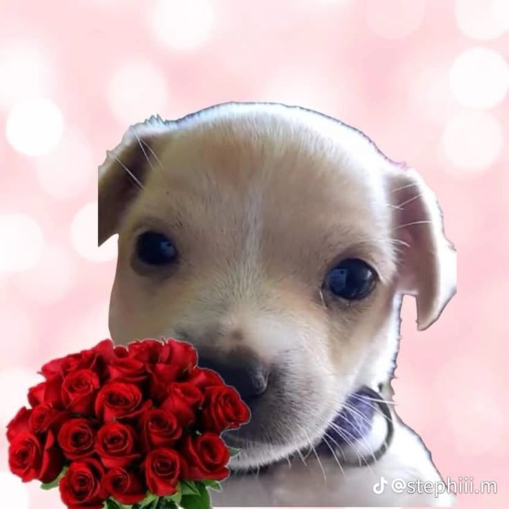 Perrito con una rosa